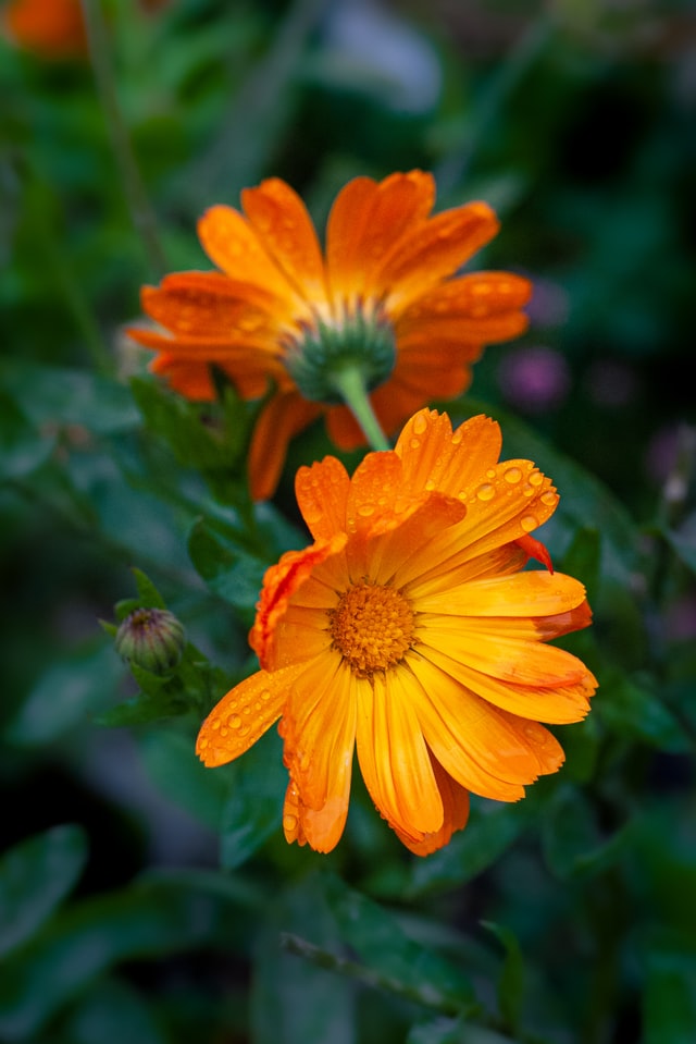 Calendula - Best Flowers for Raised Beds
