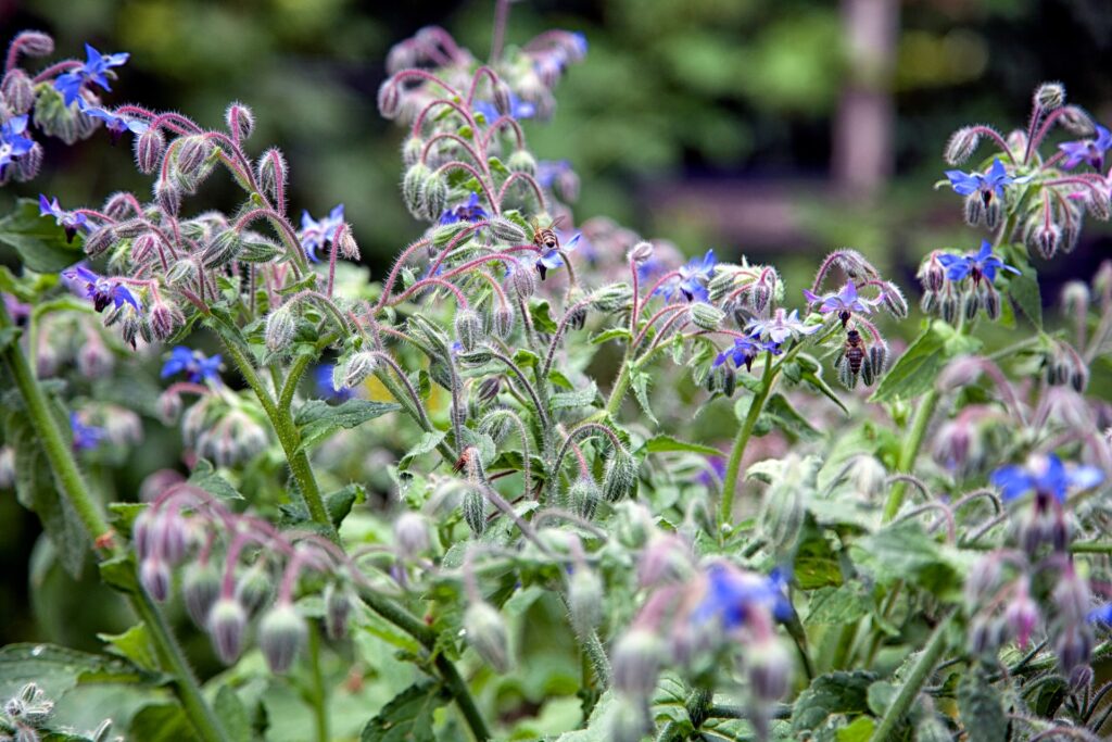 borage - flowers for raised beds