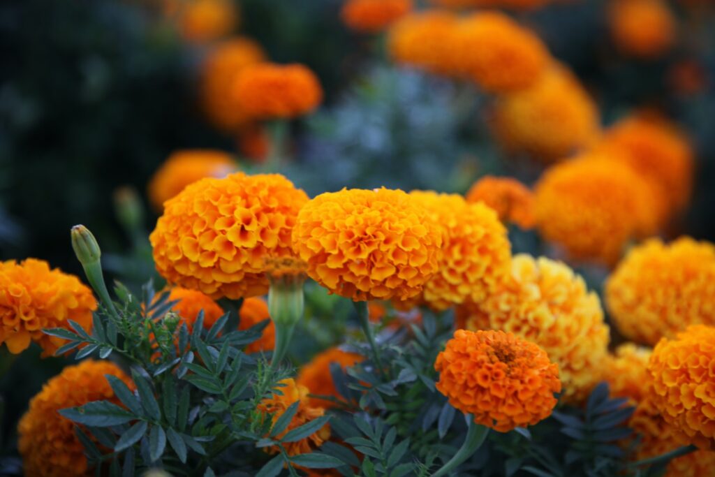 best flowers for raised beds - marigolds